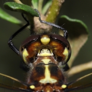 Synthemis eustalacta at Acton, ACT - 18 Feb 2022