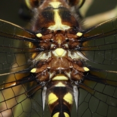 Synthemis eustalacta at Acton, ACT - 18 Feb 2022