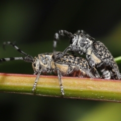 Ancita sp. (genus) (Longicorn or longhorn beetle) at Acton, ACT - 18 Feb 2022 by TimL