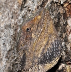 Pogona barbata (Eastern Bearded Dragon) at Acton, ACT - 18 Feb 2022 by TimL