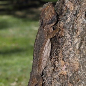 Pogona barbata at Acton, ACT - 18 Feb 2022