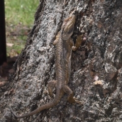 Pogona barbata at Acton, ACT - 18 Feb 2022