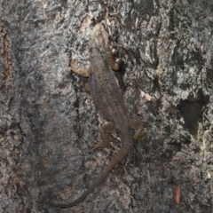 Pogona barbata at Acton, ACT - 18 Feb 2022