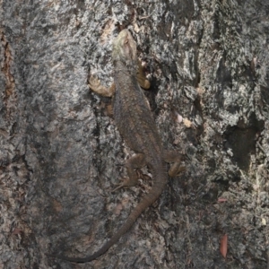 Pogona barbata at Acton, ACT - 18 Feb 2022