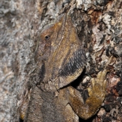 Pogona barbata at Acton, ACT - 18 Feb 2022