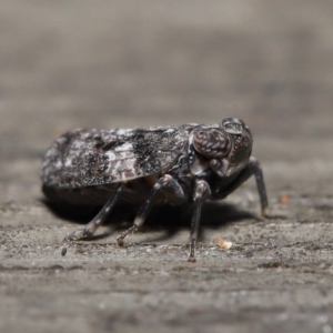 Chlamydopteryx sidnicus at Acton, ACT - 18 Feb 2022 12:13 PM