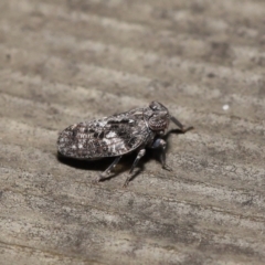 Chlamydopteryx sidnicus at Acton, ACT - 18 Feb 2022 12:13 PM