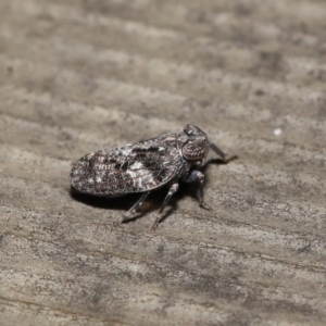 Chlamydopteryx sidnicus at Acton, ACT - 18 Feb 2022 12:13 PM