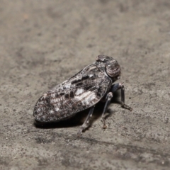 Chlamydopteryx sidnicus at Acton, ACT - 18 Feb 2022 12:13 PM