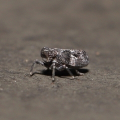 Chlamydopteryx sidnicus at Acton, ACT - 18 Feb 2022 12:13 PM