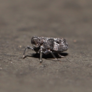 Chlamydopteryx sidnicus at Acton, ACT - 18 Feb 2022 12:13 PM