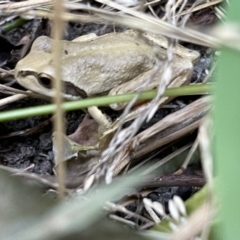 Litoria verreauxii verreauxii (Whistling Tree-frog) at Hackett, ACT - 20 Feb 2022 by Louisab