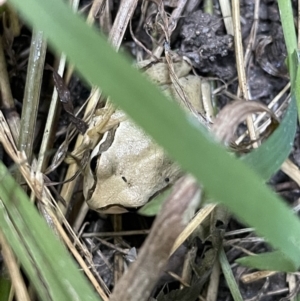 Litoria verreauxii verreauxii at Hackett, ACT - 20 Feb 2022