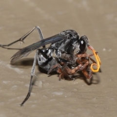 Fabriogenia sp. (genus) (Spider wasp) at ANBG - 18 Feb 2022 by TimL