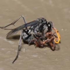 Fabriogenia sp. (genus) (Spider wasp) at Acton, ACT - 18 Feb 2022 by TimL