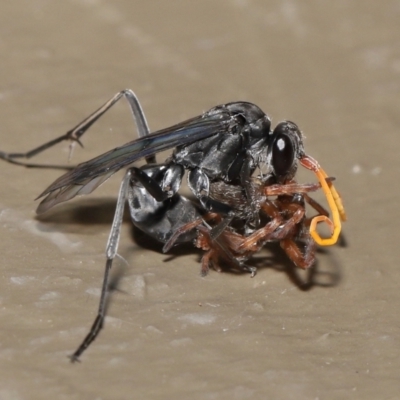 Fabriogenia sp. (genus) (Spider wasp) at ANBG - 18 Feb 2022 by TimL