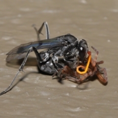 Fabriogenia sp. (genus) at Acton, ACT - 18 Feb 2022 12:06 PM