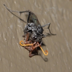 Fabriogenia sp. (genus) at Acton, ACT - 18 Feb 2022 12:06 PM