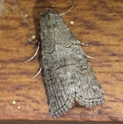 Calathusa sp nr dispila at Jerrabomberra, NSW - 20 Feb 2022 by Steve_Bok