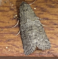 Calathusa sp nr dispila at Jerrabomberra, NSW - 20 Feb 2022