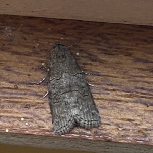 Calathusa sp nr dispila at Jerrabomberra, NSW - 20 Feb 2022