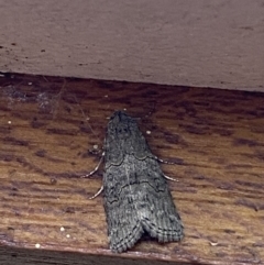 Calathusa sp nr dispila at Jerrabomberra, NSW - 20 Feb 2022