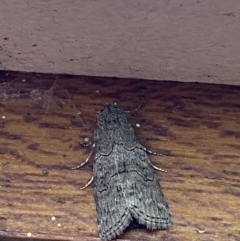 Calathusa sp nr dispila at Jerrabomberra, NSW - 20 Feb 2022