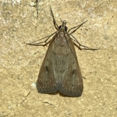 Uresiphita ornithopteralis (Tree Lucerne Moth) at Jerrabomberra, NSW - 20 Feb 2022 by Steve_Bok