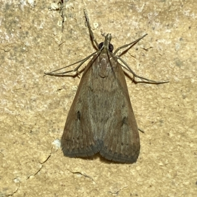 Uresiphita ornithopteralis (Tree Lucerne Moth) at Jerrabomberra, NSW - 20 Feb 2022 by SteveBorkowskis