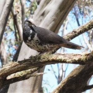 Leucosarcia melanoleuca at Cotter River, ACT - 16 Feb 2022