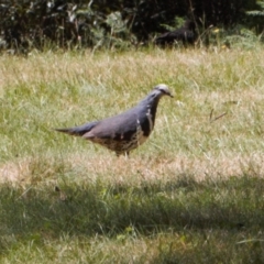 Leucosarcia melanoleuca at Cotter River, ACT - 16 Feb 2022 12:07 PM