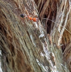 Podomyrma sp. (genus) (Muscleman Tree Ant) at West Wodonga, VIC - 17 Feb 2022 by ChrisAllen