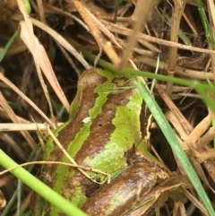 Litoria verreauxii verreauxii (Whistling Tree-frog) at Boro, NSW - 19 Feb 2022 by mcleana