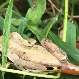 Litoria verreauxii verreauxii at Boro, NSW - 19 Feb 2022 11:28 AM