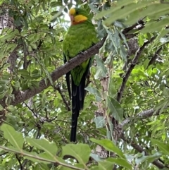 Polytelis swainsonii (Superb Parrot) at Canberra, ACT - 21 Feb 2022 by Gishy