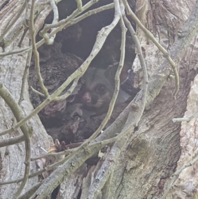 Trichosurus vulpecula (Common Brushtail Possum) at Bonegilla, VIC - 20 Feb 2022 by ChrisAllen