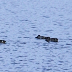 Malacorhynchus membranaceus (Pink-eared Duck) at Throsby, ACT - 21 Feb 2022 by davobj