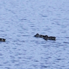 Malacorhynchus membranaceus (Pink-eared Duck) at Throsby, ACT - 20 Feb 2022 by davobj