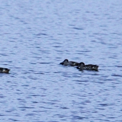 Malacorhynchus membranaceus (Pink-eared Duck) at Throsby, ACT - 21 Feb 2022 by davobj