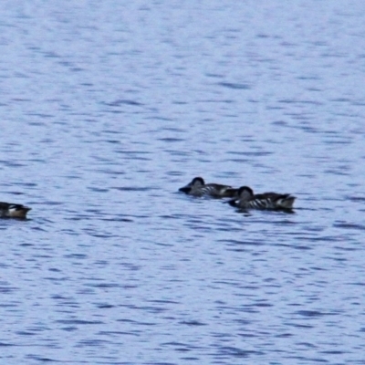 Malacorhynchus membranaceus (Pink-eared Duck) at Throsby, ACT - 20 Feb 2022 by davobj