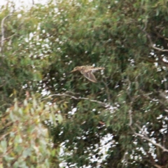 Gallinago hardwickii (Latham's Snipe) at Throsby, ACT - 21 Feb 2022 by davobj