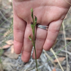 Speculantha rubescens at Stromlo, ACT - suppressed