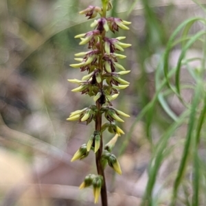 Corunastylis clivicola at Molonglo Valley, ACT - 21 Feb 2022