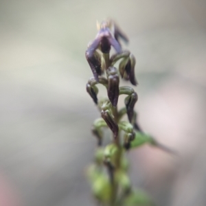 Corunastylis clivicola at Molonglo Valley, ACT - 21 Feb 2022