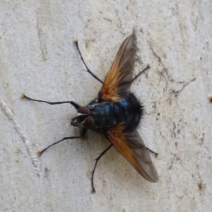 Chetogaster violacea/viridis (complex) at Molonglo Valley, ACT - 6 Feb 2022 02:30 PM