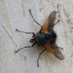 Chetogaster violacea/viridis (complex) at Molonglo Valley, ACT - 6 Feb 2022 02:30 PM