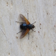 Chetogaster violacea/viridis (complex) at Molonglo Valley, ACT - 6 Feb 2022 02:30 PM