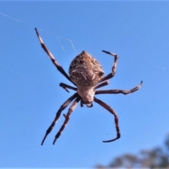 Araneinae (subfamily) (Orb weaver) at Stromlo, ACT - 15 Feb 2022 by BarrieR