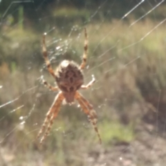 Araneinae (subfamily) (Orb weaver) at Stromlo, ACT - 15 Feb 2022 by BarrieR