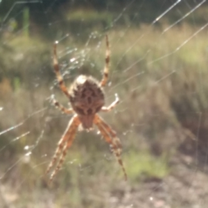 Araneinae (subfamily) at Stromlo, ACT - 15 Feb 2022